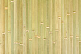 Bamboo Panel Raw Green Bamboo Panel Raw Green