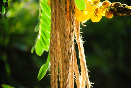 Sennit  Rope 1/2 inch x 150'