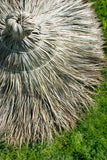 Tahitian Palm Top Cone Tahitian Palm Top Cone