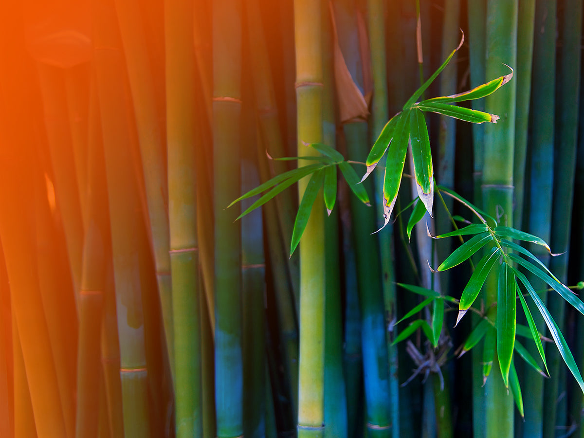 Sunset Bamboo