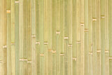 Bamboo Panel Raw Green
